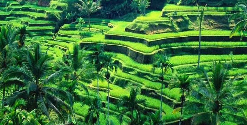 Best Bali Travel Guide for Couples (Honeymoon & Unmarried) 4 Best Bali travel guide for couples - Tegalalang Rice Terraces