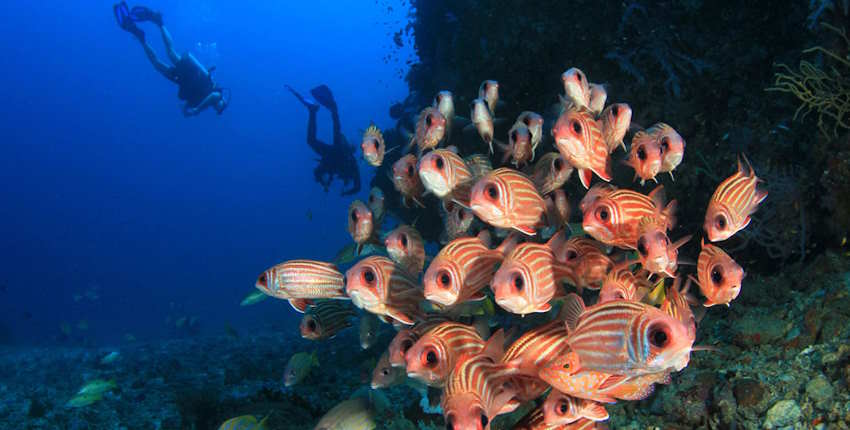 Best Diving in Indonesia - The Alor Archipelago