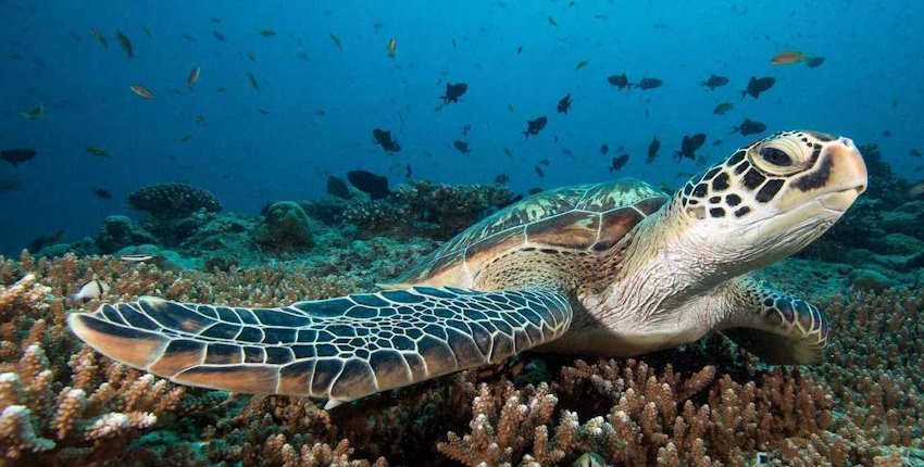 Best Diving in Indonesia - Bunaken National Marine Park