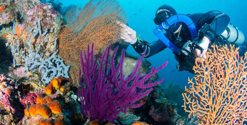 Best Diving in Indonesia - Wakatobi, Southeast Sulawesi