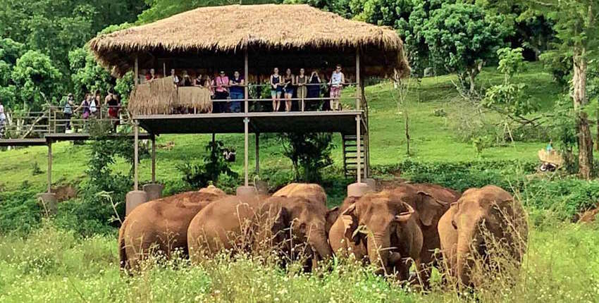 The Ultimate Thailand Itinerary 7 Days Blog With Unforgettable Adventures 5 Thailand Itinerary 7 Days Blog - Elephant sanctuary
