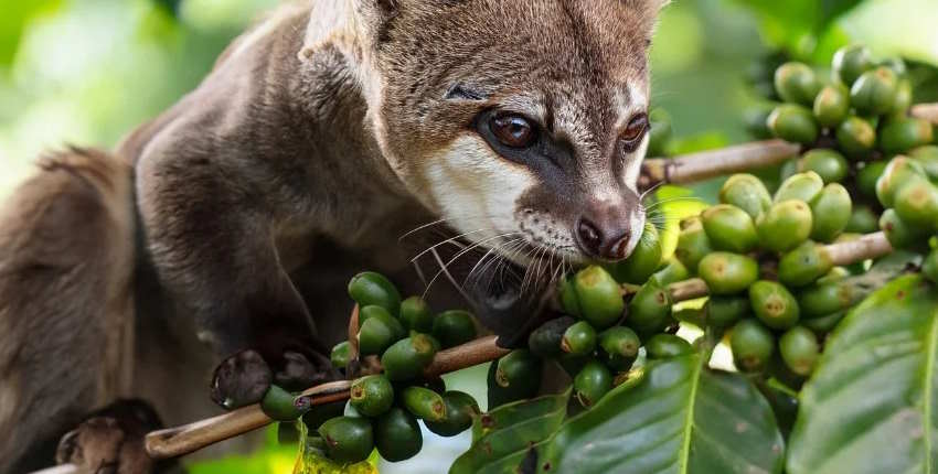 What coffee is famous in Indonesia? Best Indonesian coffee Luwak